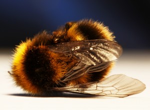 Bee